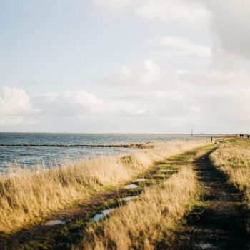 dried-tall-grasses-blown-by-the-wind-near-the-sea-2025-02-02-11-39-05-utc